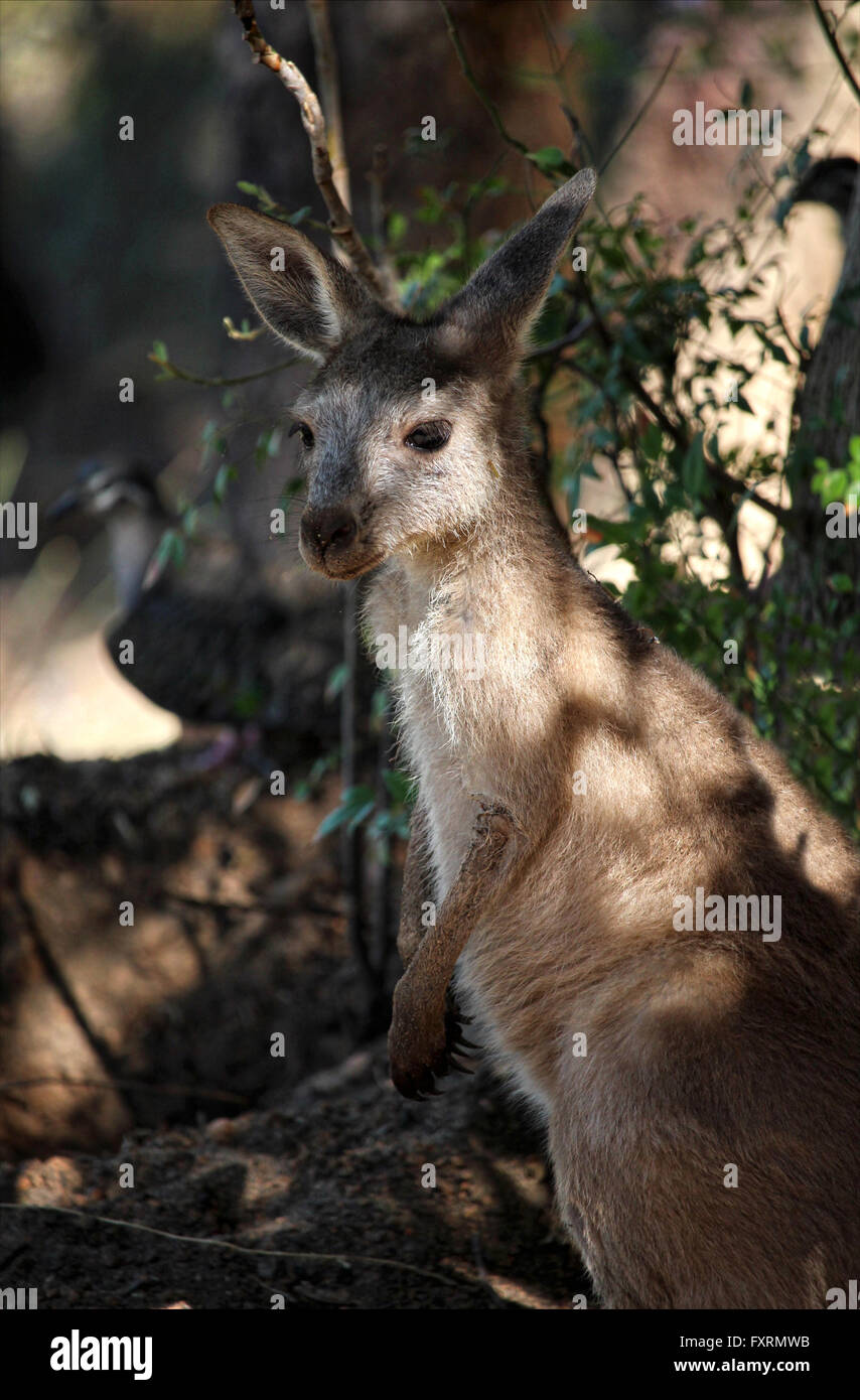 Un close-up di joey nel bosco di un albero con un piccione in background Foto Stock