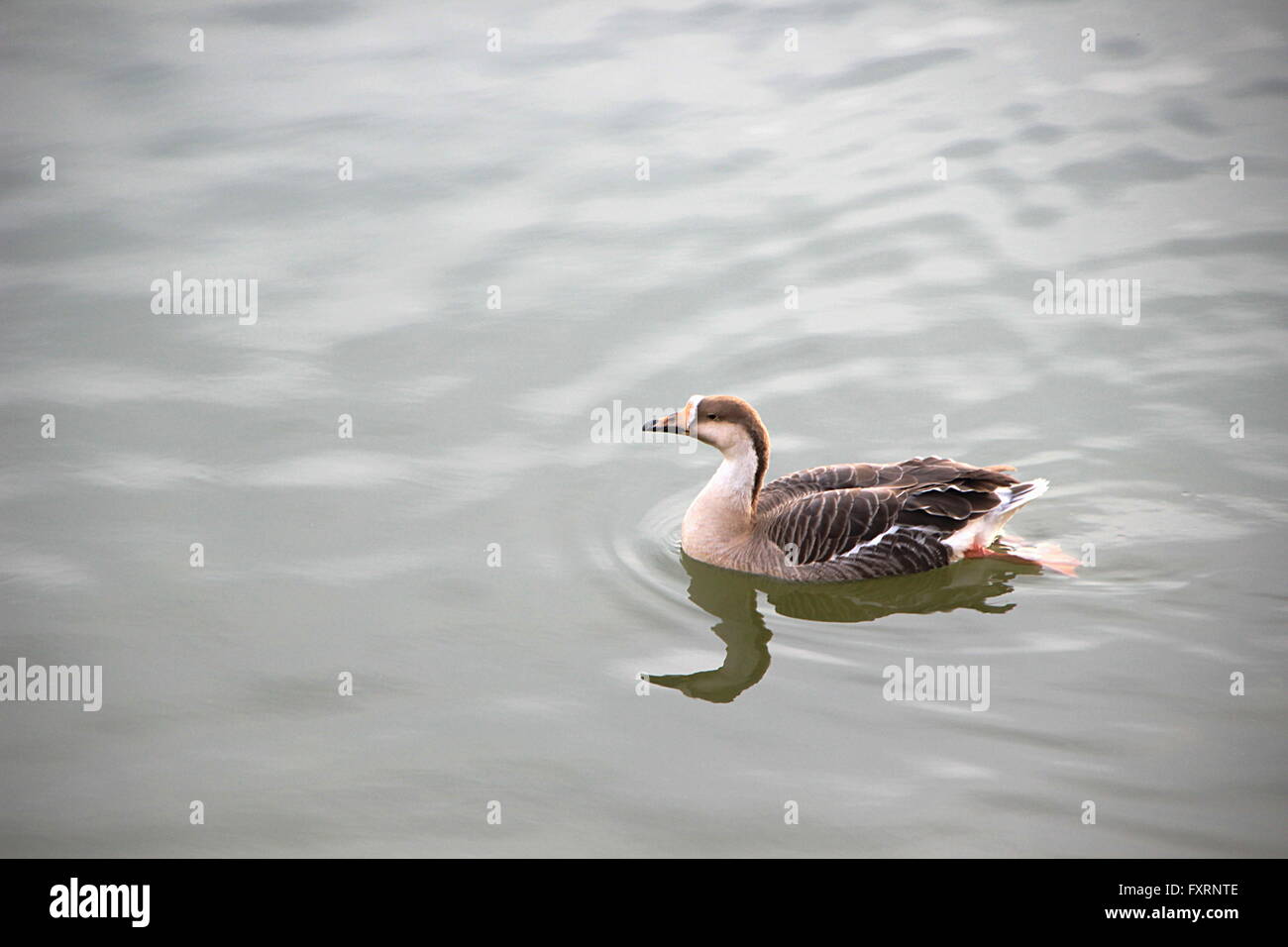 Bianco di anatra con bella, marrone piume allegramente scorrevolezza su acqua calma nella luce della sera Foto Stock