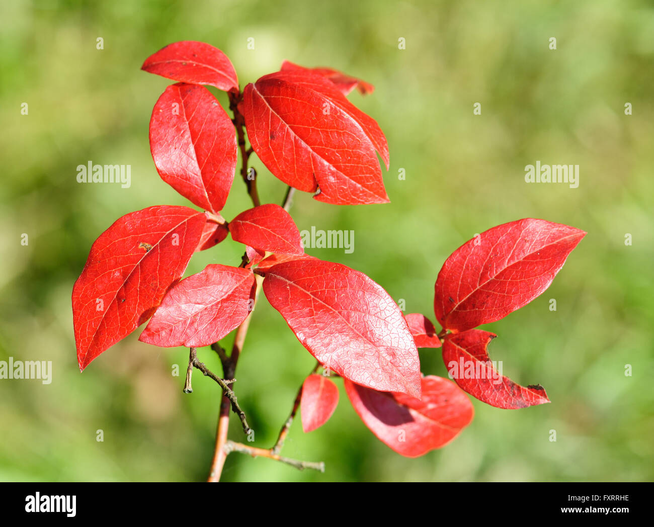 Rosso Foglie di autunno di un Northern highbush mirtillo, Vaccinium corymbosum Foto Stock