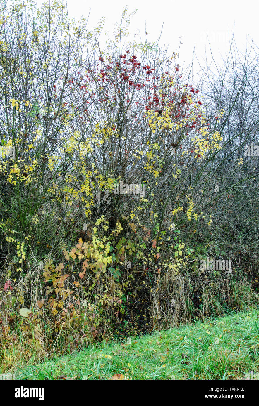 Hedge con rose canine e rosa canina in autunno Foto Stock