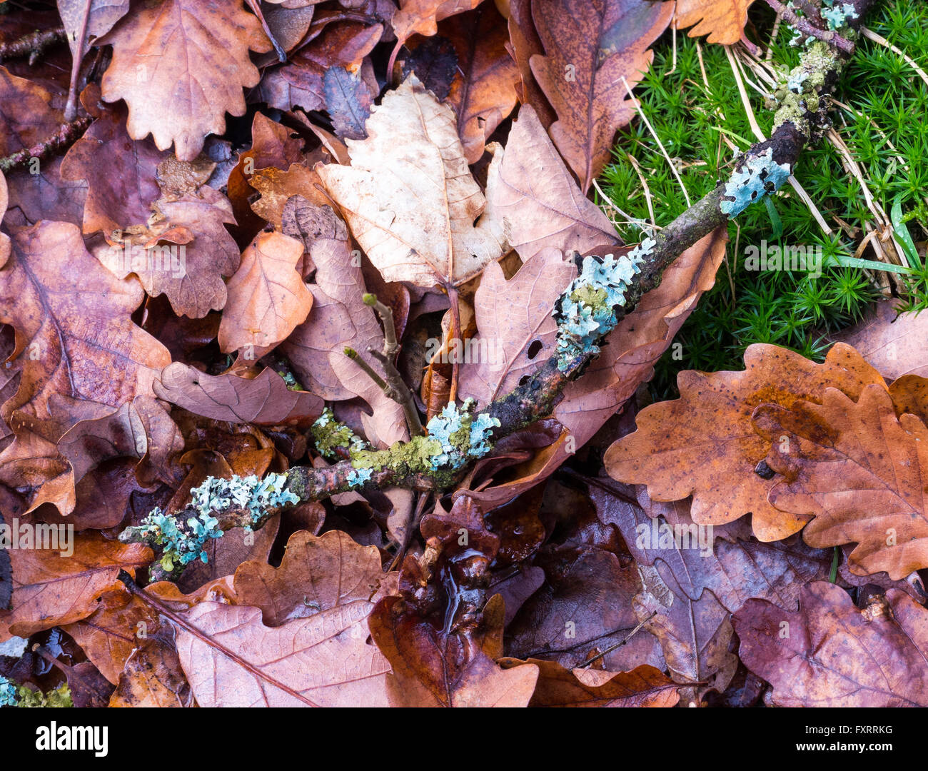 Il Lichen presso un ramoscello sul suolo forestale coperta con l'autunno di foglie di quercia Foto Stock