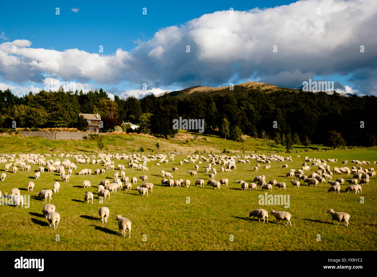 Pascolo di ovini - Nuova Zelanda Foto Stock