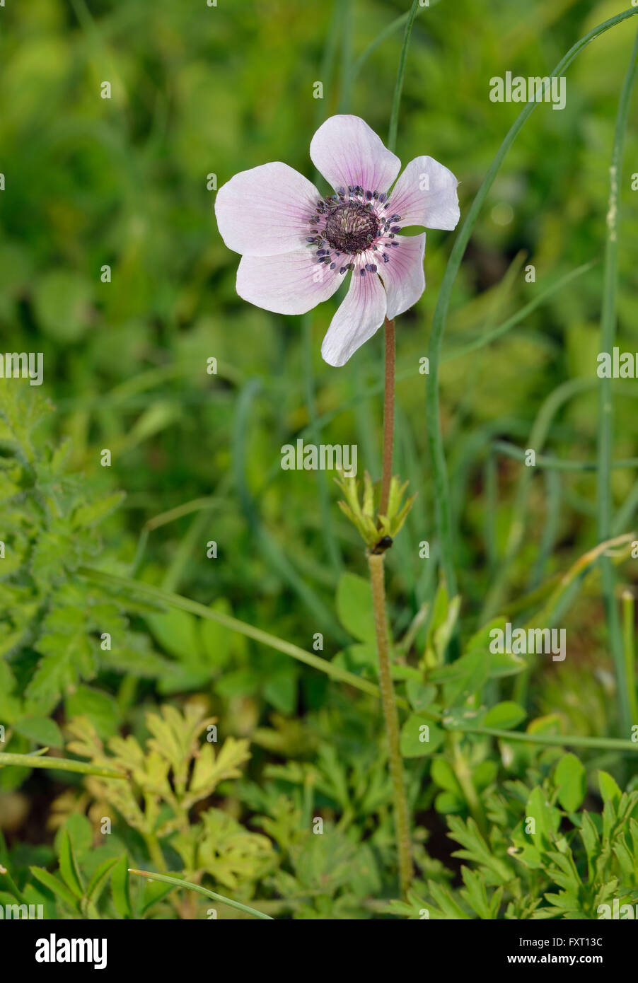 Corona - anemone coronaria Anemone di fiori selvatici provenienti da Cipro Foto Stock