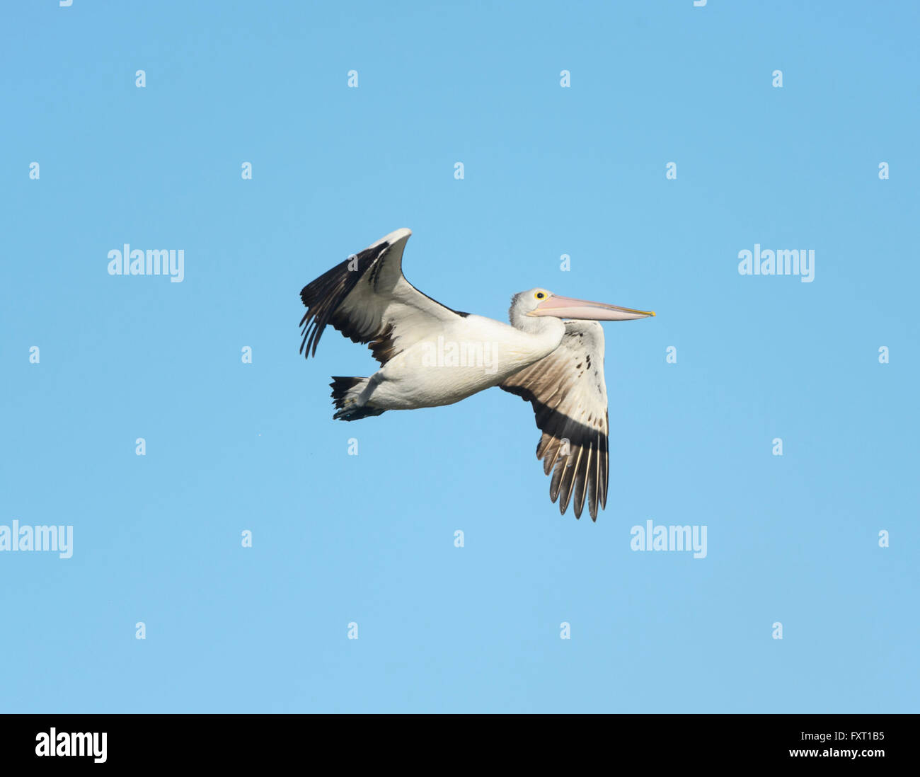 Pellicano australiano (Pelecanus conspicillatus), il Parco Nazionale di Coorong, Fleurieu Peninsula, Sud Australia Foto Stock