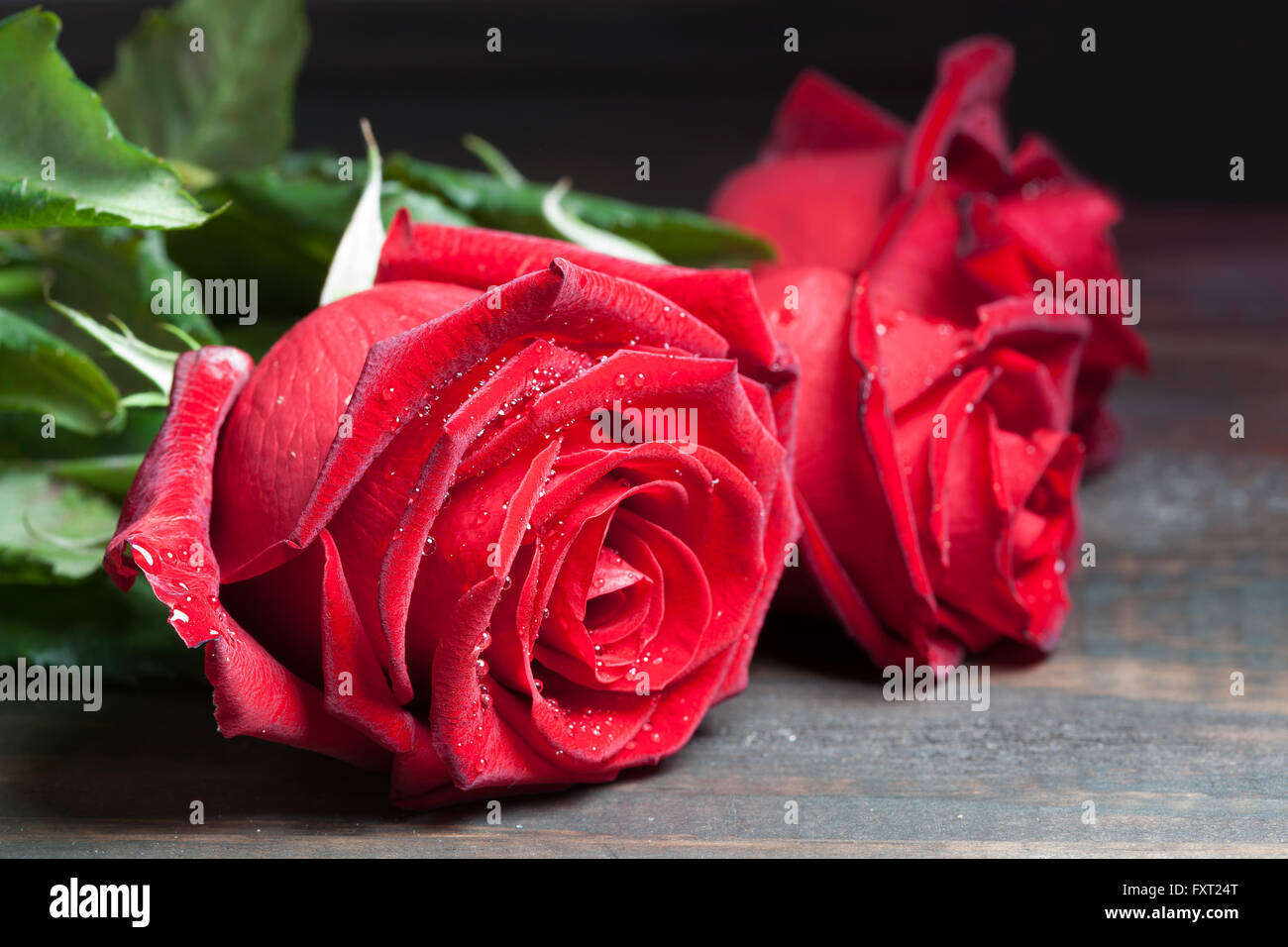 Rosa rossa con gocce di rugiada sul tavolo di legno extreme closeup. Profondità di campo. Foto Stock