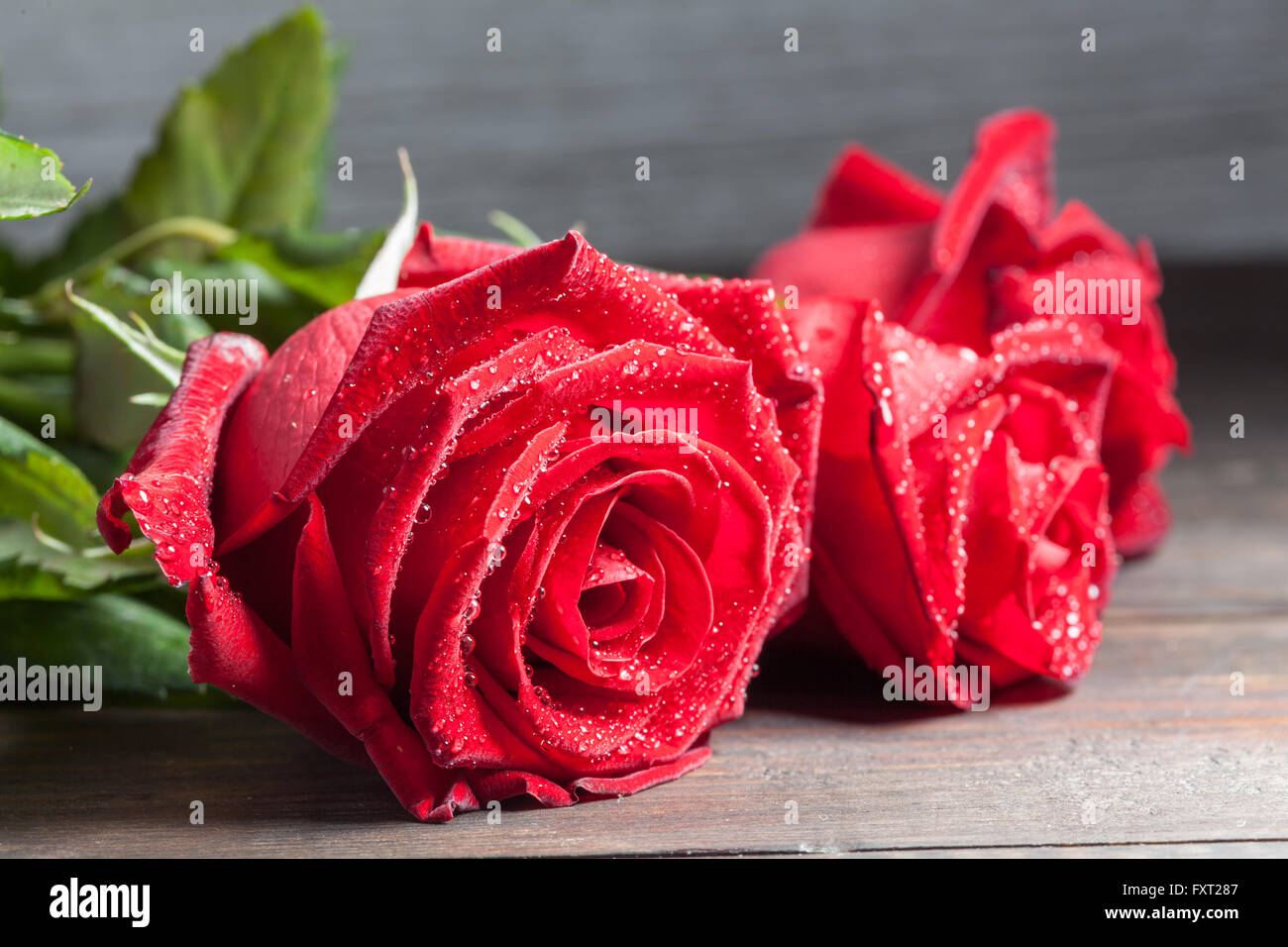Rosa rossa con gocce di rugiada sul tavolo di legno extreme closeup. Profondità di campo. Foto Stock