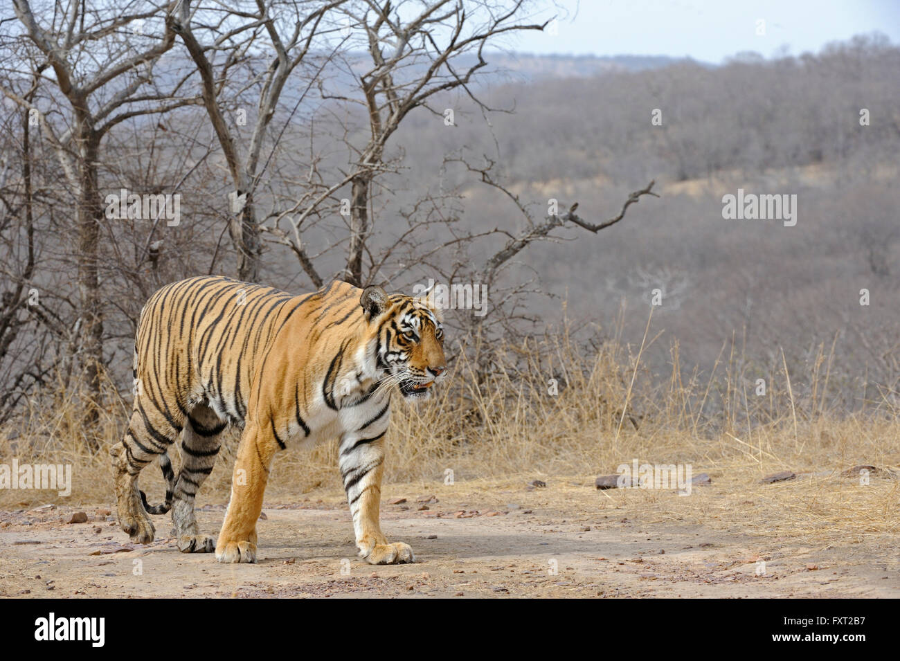 Il Bengala o Indian Tiger (Panthera tigris tigris), Ranthambhore National Park, Rajasthan, India Foto Stock