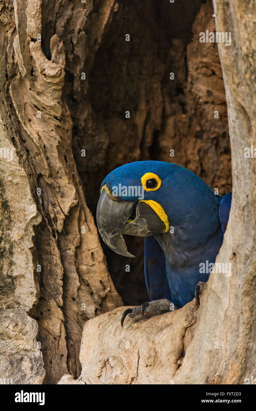 Giacinto o Hyacinthine Macaw (Anodorhynchus hyacinthinus) nesting in un foro in un albero, Pantanal, Brasile Foto Stock