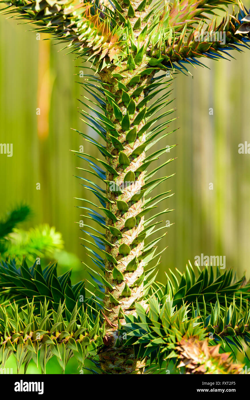 Araucaria araucana, il Monkey puzzle tree, scimmia albero di coda, cileno, pino o pehuen. Qui si vede in dettaglio chiudere verso l'alto. È descr Foto Stock