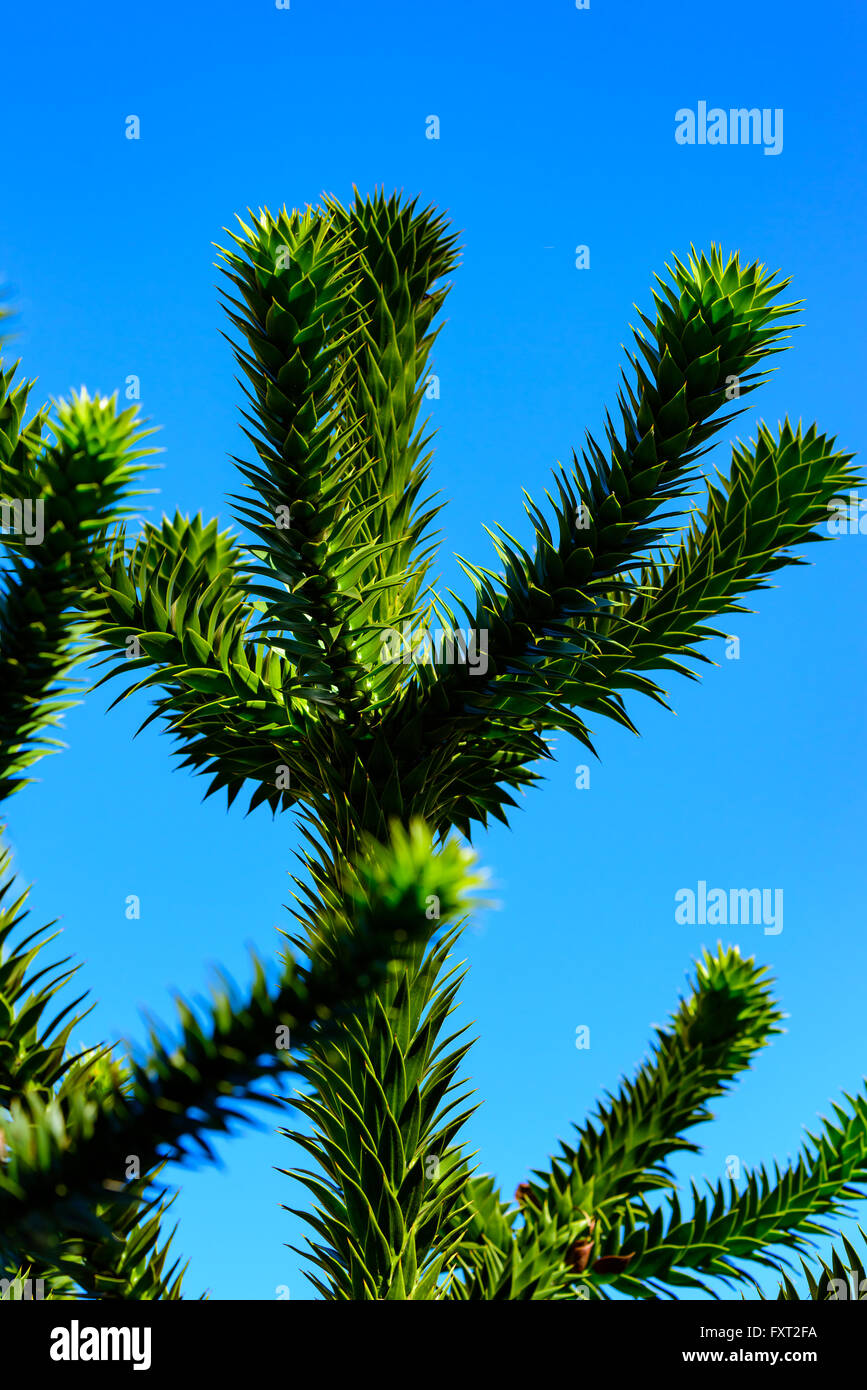 Araucaria araucana, il Monkey puzzle tree, scimmia albero di coda, cileno, pino o pehuen. Qui si vede in dettaglio chiudere verso l'alto. È descr Foto Stock