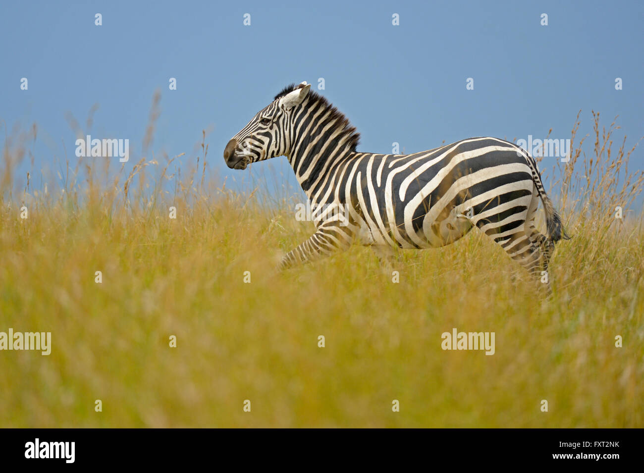 Le pianure o comuni o zebra (Equus quagga) in erba, Masai Mara riserva nazionale, Kenya Foto Stock