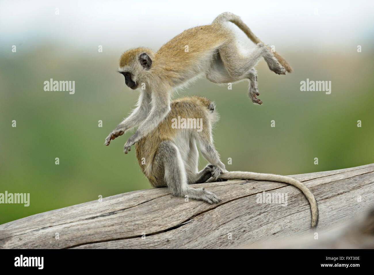 Le scimmie Vervet (Chlorocebus pygerythrus) giocando, Parco Nazionale di Tarangire e, Tanzania Foto Stock