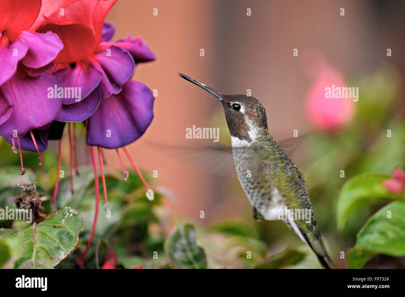 Anna (Hummingbird Calypte anna) in volo, la California del Sud, CALIFORNIA, STATI UNITI D'AMERICA Foto Stock