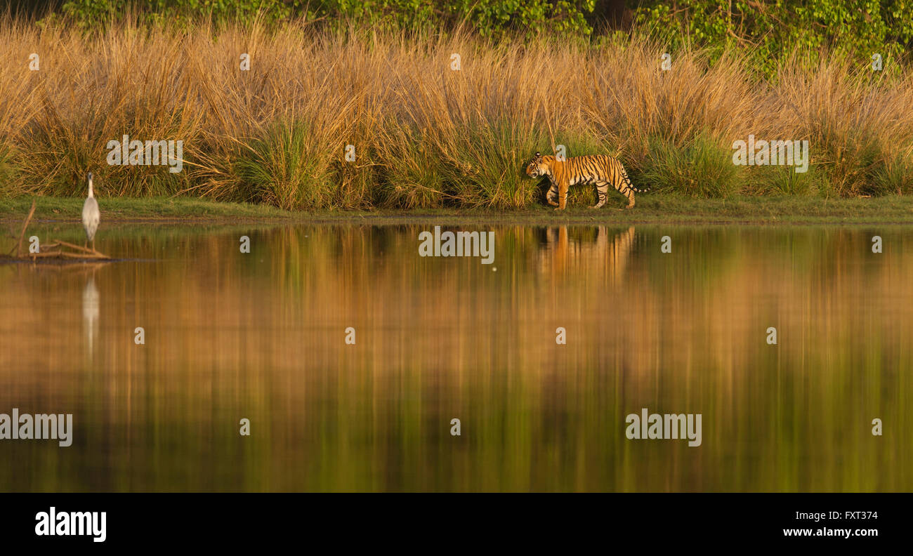 Il Bengala o Indian Tiger (Panthera tigris tigris) camminando lungo un lungolago, tall vetiveria erba dietro Foto Stock