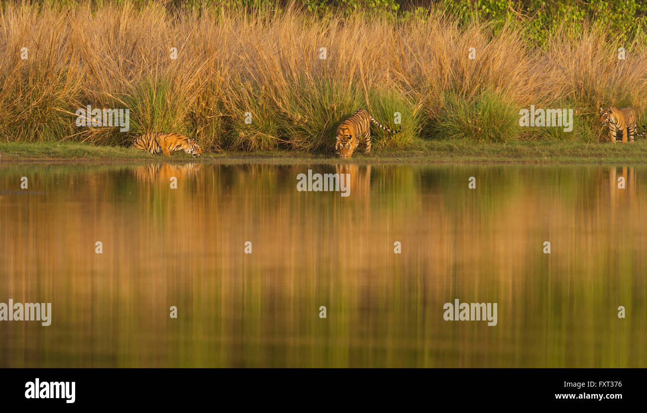 Tre Bengala indiano o le tigri (Panthera tigris tigris) presso un lago, tall vetiveria erba dietro, il Parco nazionale di Ranthambore Foto Stock