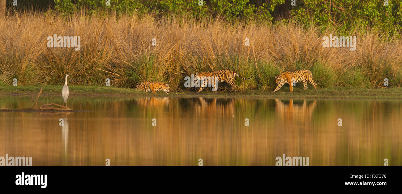 Tre Bengala indiano o le tigri (Panthera tigris tigris) presso un lago, tall vetiveria erba dietro, il Parco nazionale di Ranthambore Foto Stock