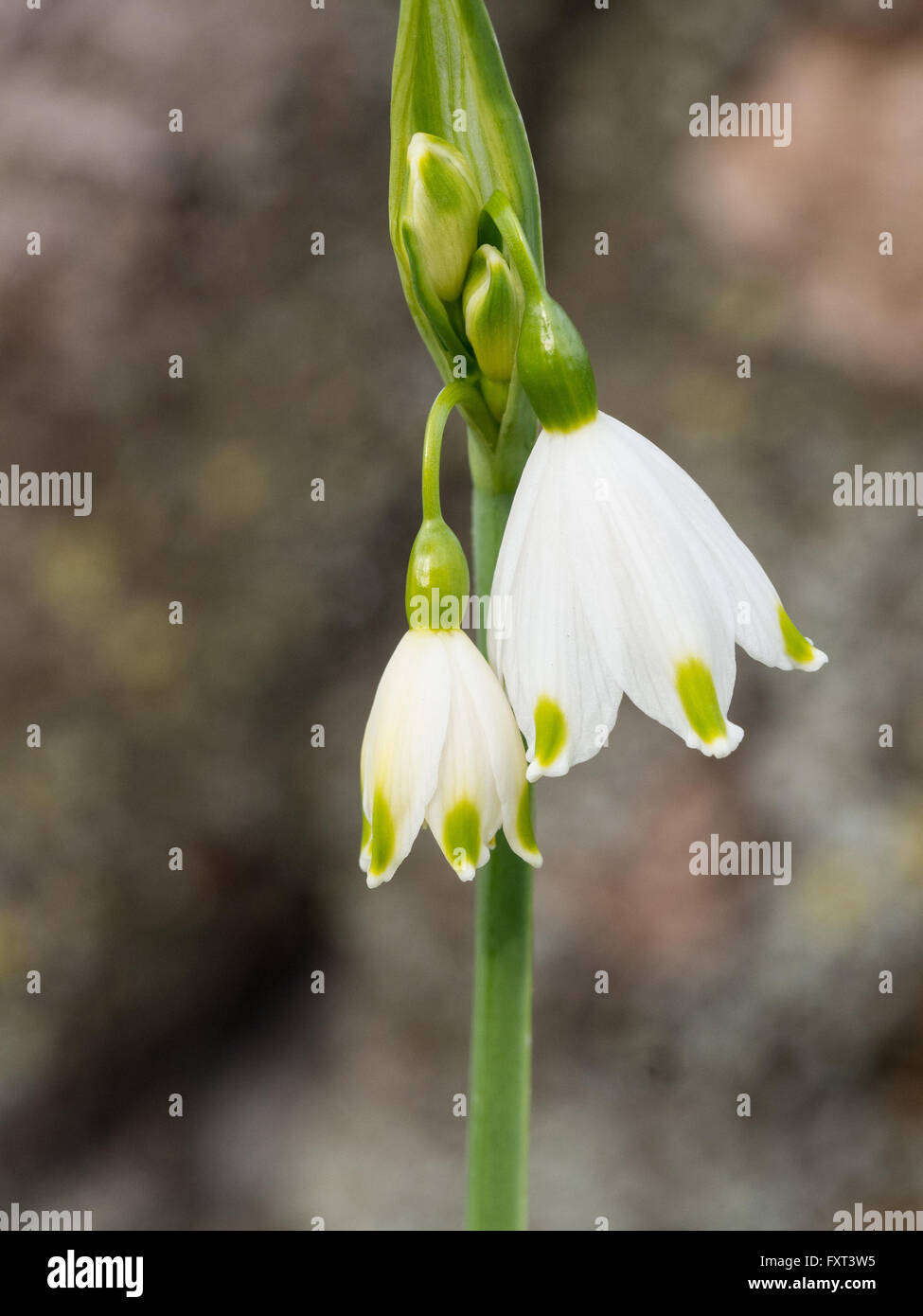 Leucojum aestivum Gravetye "Giant ' fiori Foto Stock