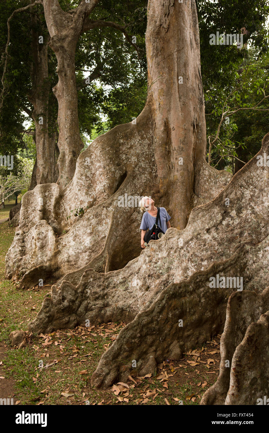 Sri Lanka, Kandy, Peradeniya Giardini Botanici, turistico tra Java gigante mandorlo radici Foto Stock