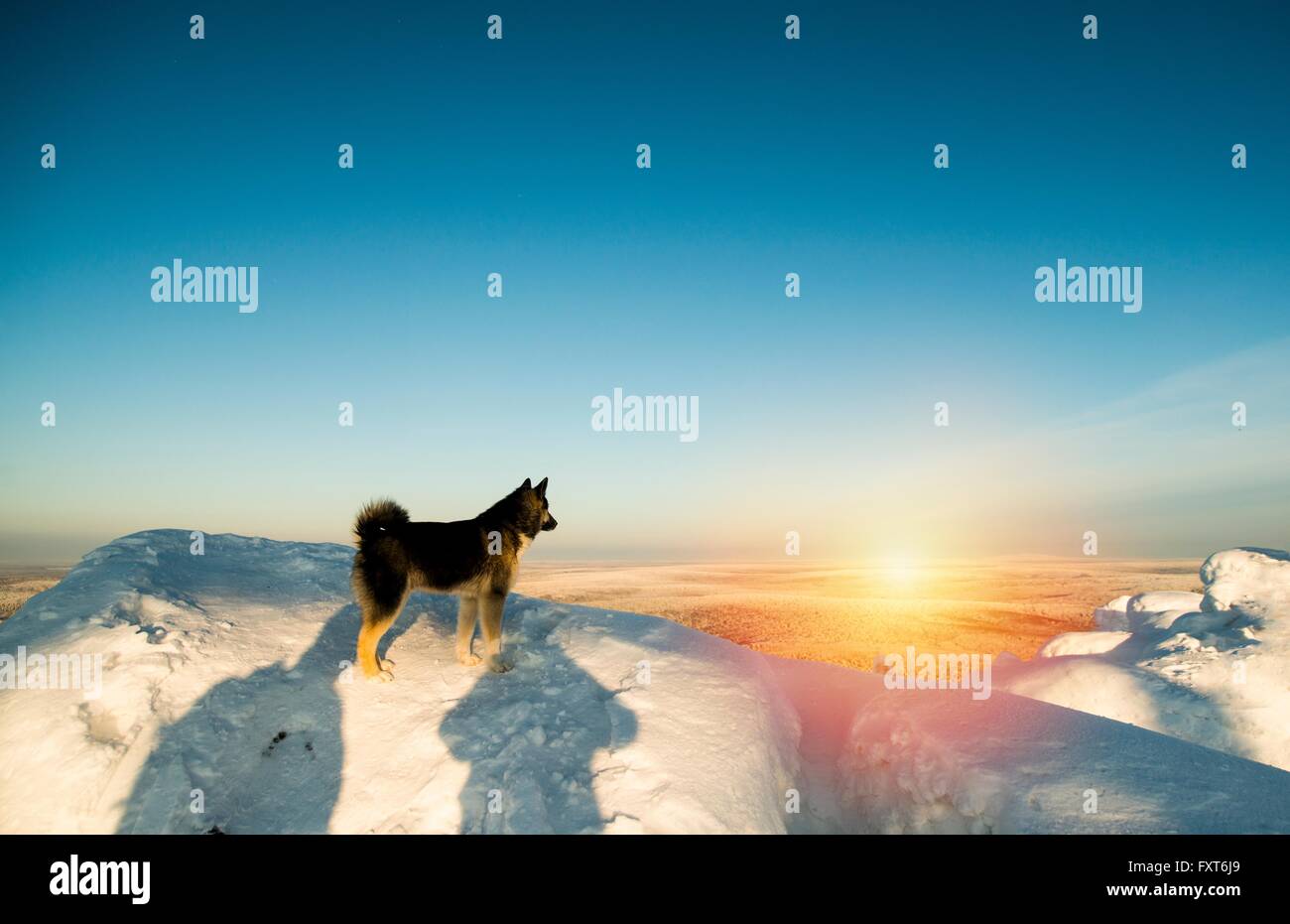 Cane su terreni innevati hill, tramonto, Russia Foto Stock