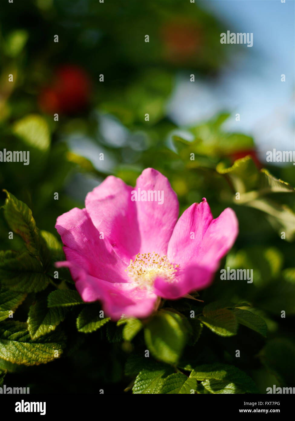 Rosa fiori di rosa canina sulla boccola del giardino Foto Stock