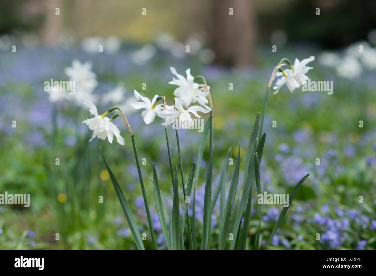 Narcissus thalia. Triandrus daffodil fiori in un inglese gestiti bosco. Legno Evenley giardini, Northamptonshire, Inghilterra Foto Stock