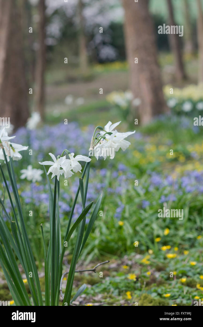 Narcissus thalia. Triandrus daffodil fiori in un inglese gestiti bosco. Legno Evenley giardini, Northamptonshire, Inghilterra Foto Stock