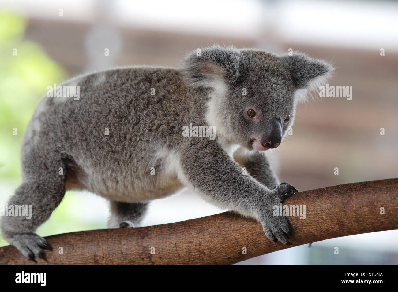 Koala (Phascolarctos cinereus) nel Queensland, in Australia. Foto Stock