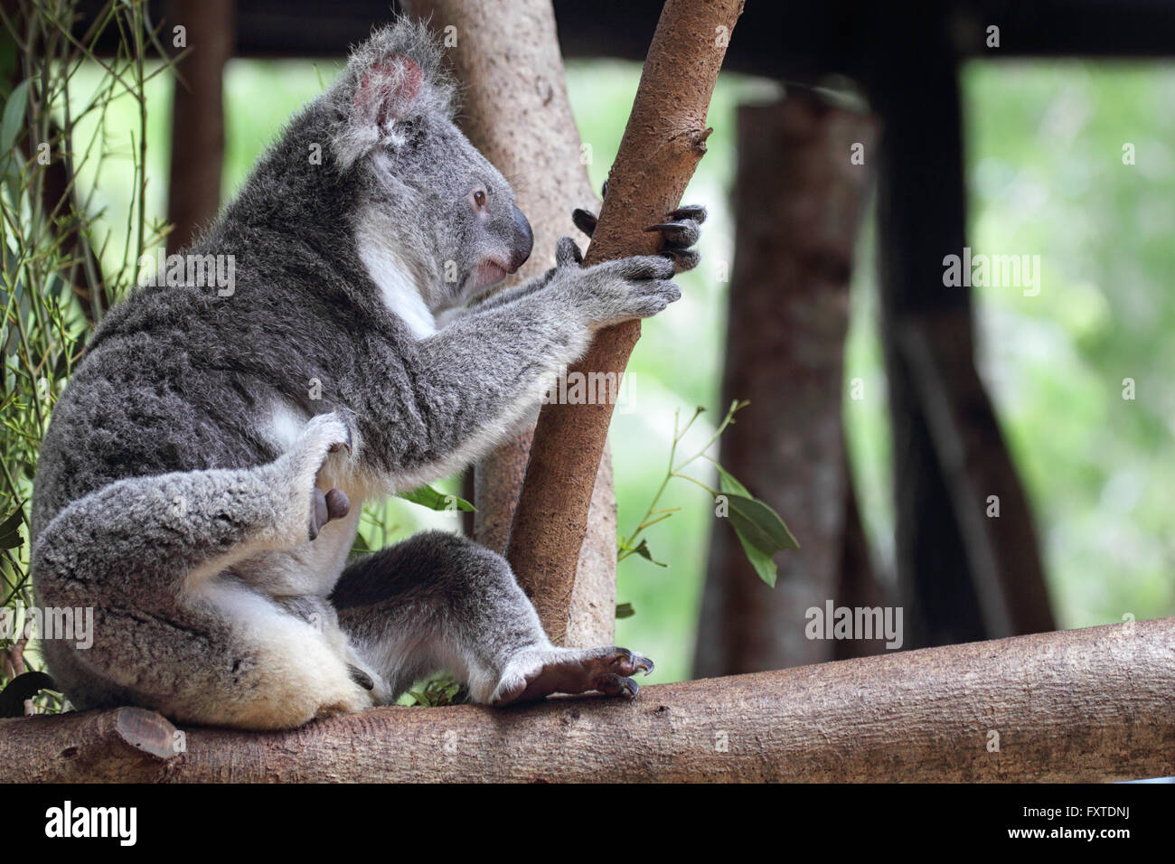Koala (Phascolarctos cinereus) nel Queensland, in Australia. Foto Stock