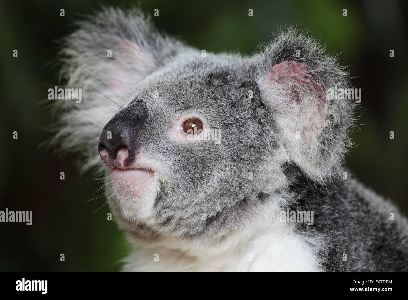 Koala (Phascolarctos cinereus) nel Queensland, in Australia. Foto Stock