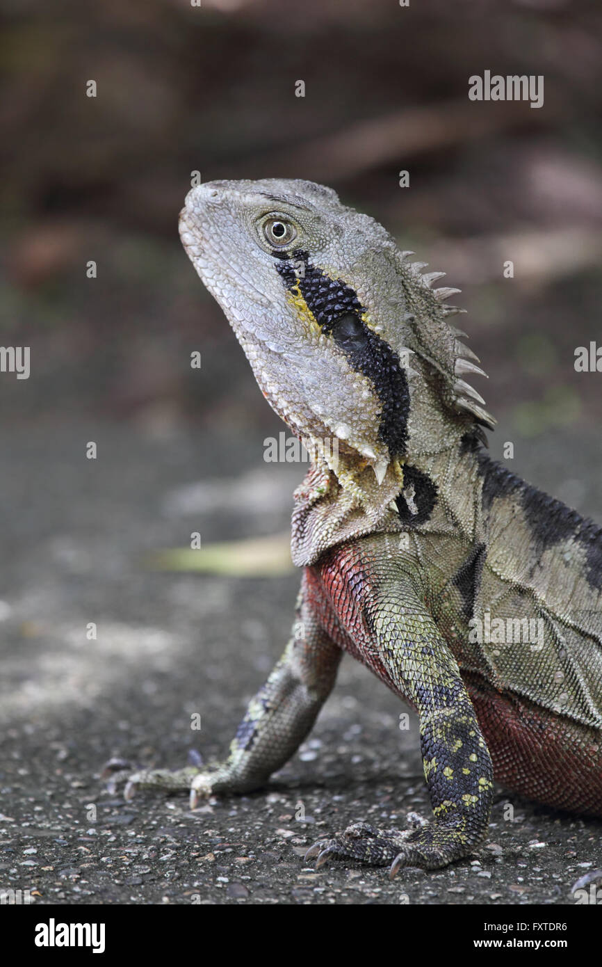 Acqua australiano dragon (Intellagama lesueurii) nel Queensland, in Australia. Foto Stock