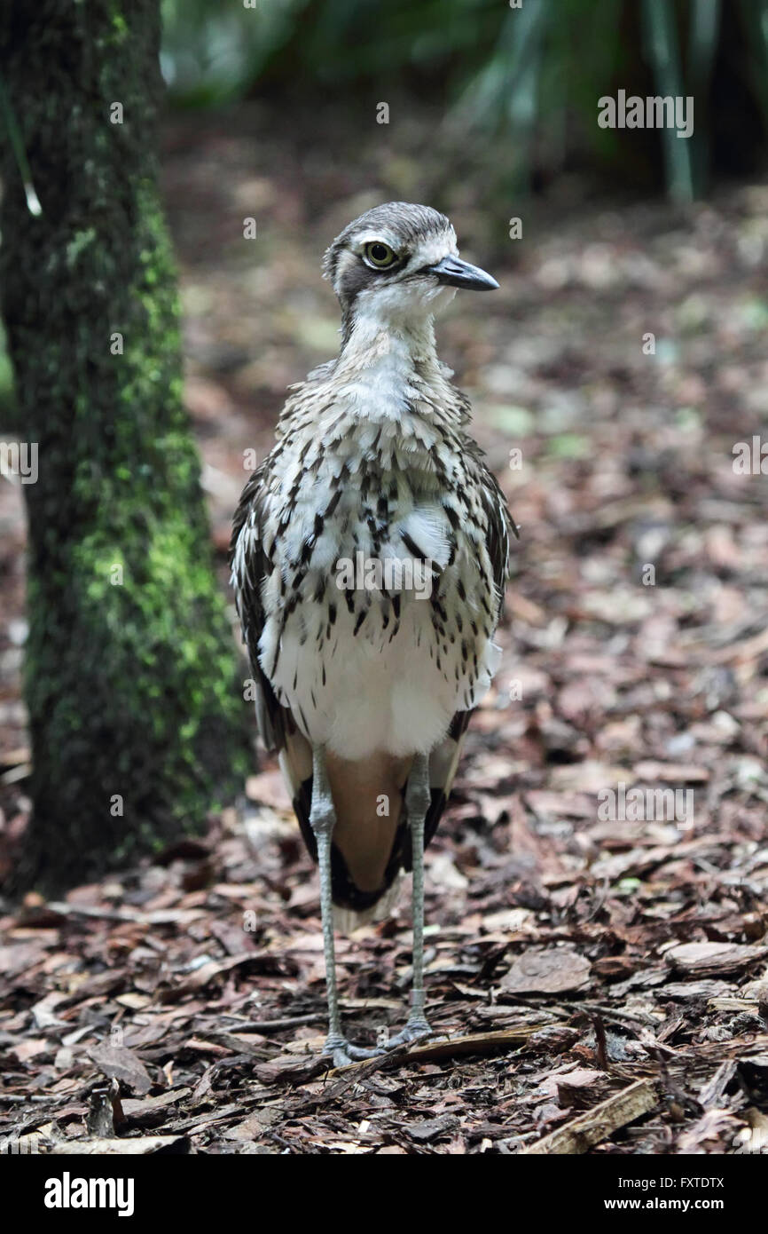 Bush in pietra (curlew Burhinus grallarius) nel Queensland, in Australia. Foto Stock