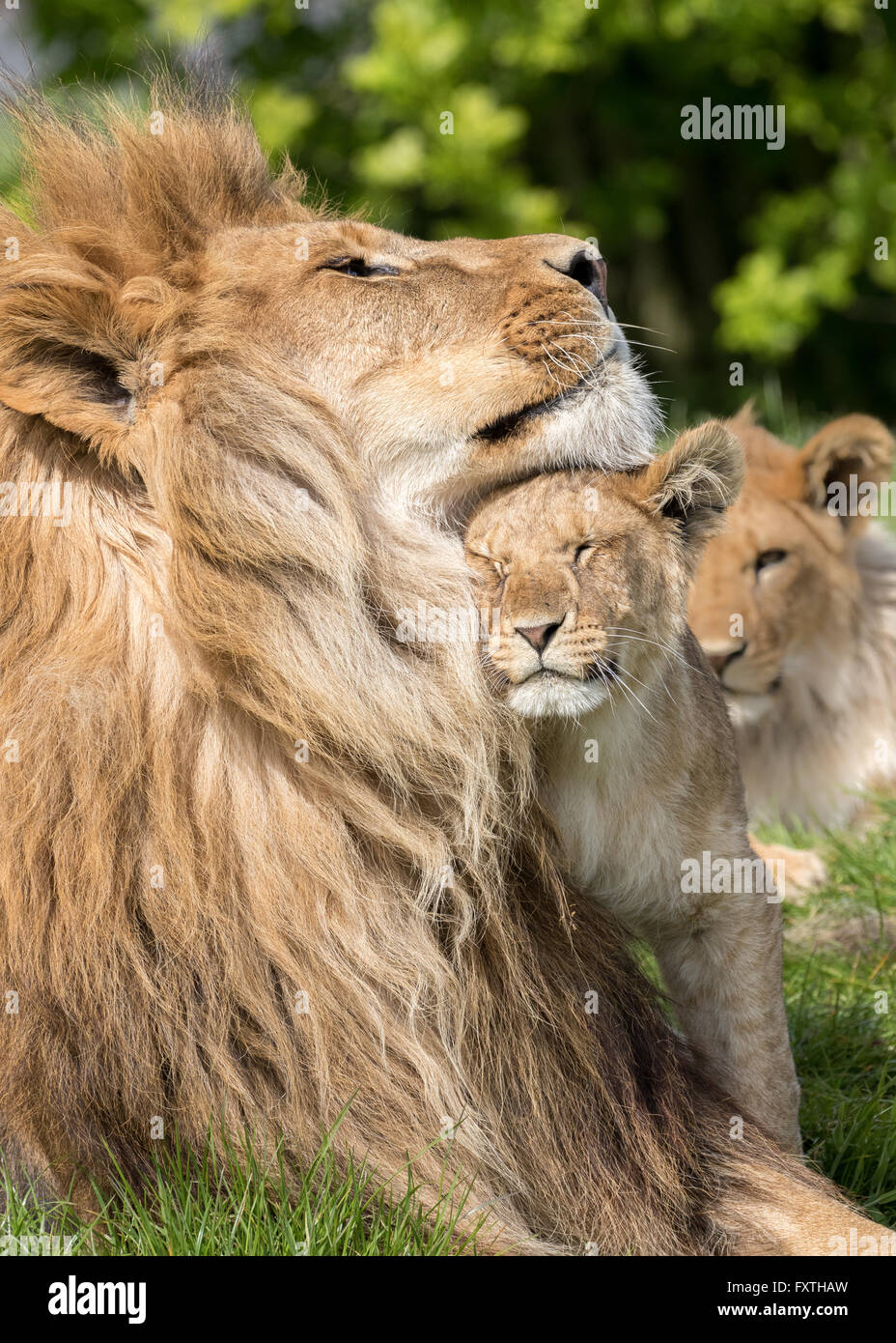 Padre e figlia, Leone e leonessa cub insieme Foto Stock