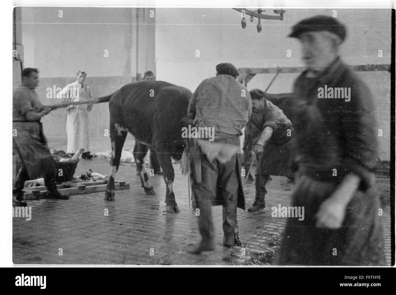 In der Wehrmacht-Viehschlächterei Foto Stock