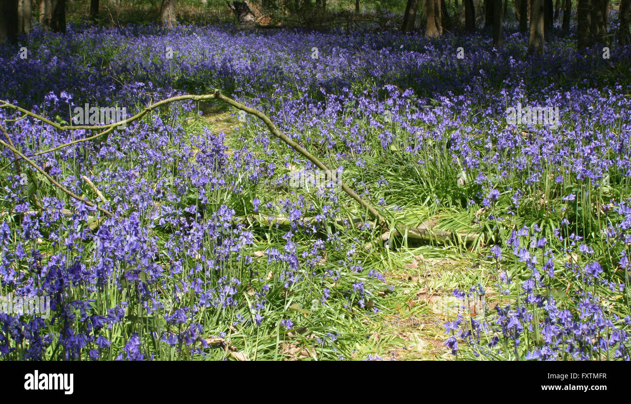 Il dover Bluebells Foto Stock