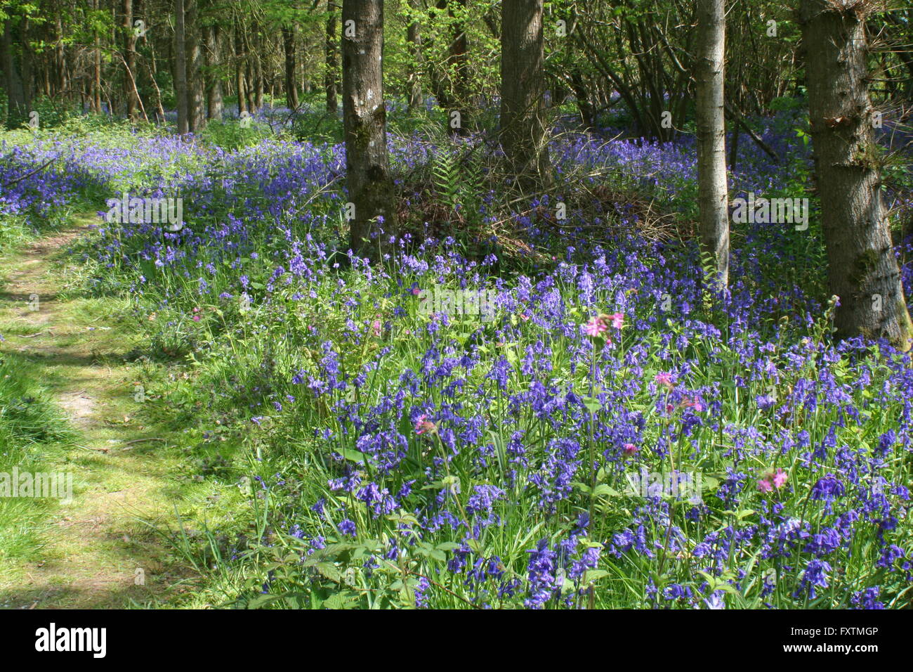 Il dover Bluebells Foto Stock