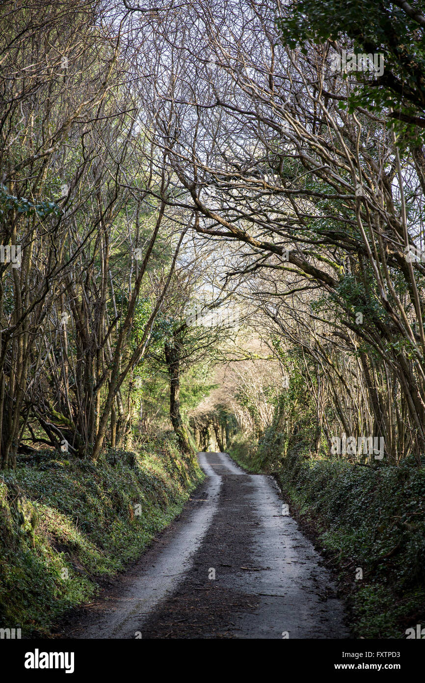 Tunnel di alberi in Teign Valley,Parco Nazionale di Dartmoor,Devon lane, agriturismo, agnelli, pecore, terreni agricoli, pecora, campo di ram, albero, whit Foto Stock