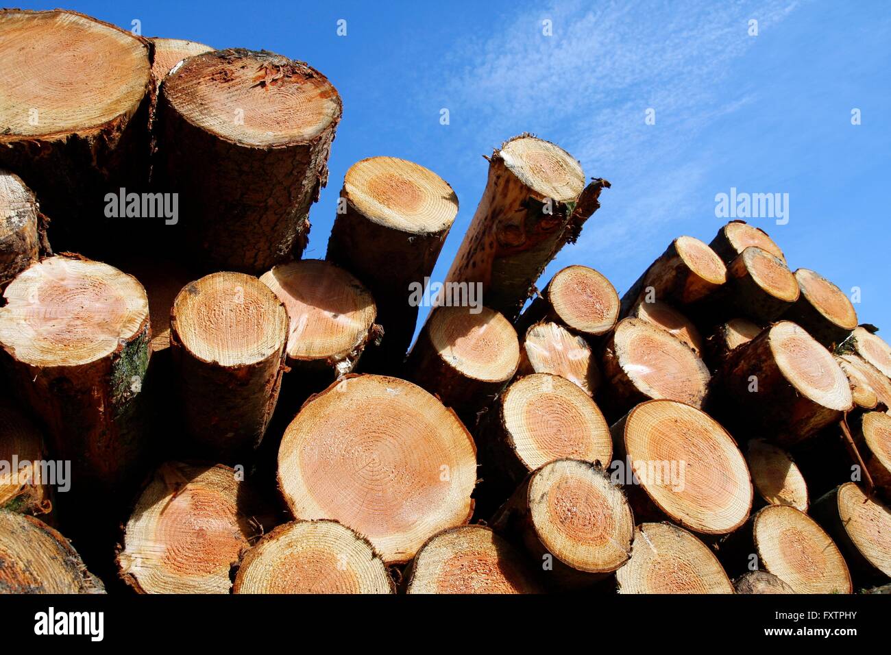 Scorte di legname di registrazione che mostra gli anelli annuali Foto Stock