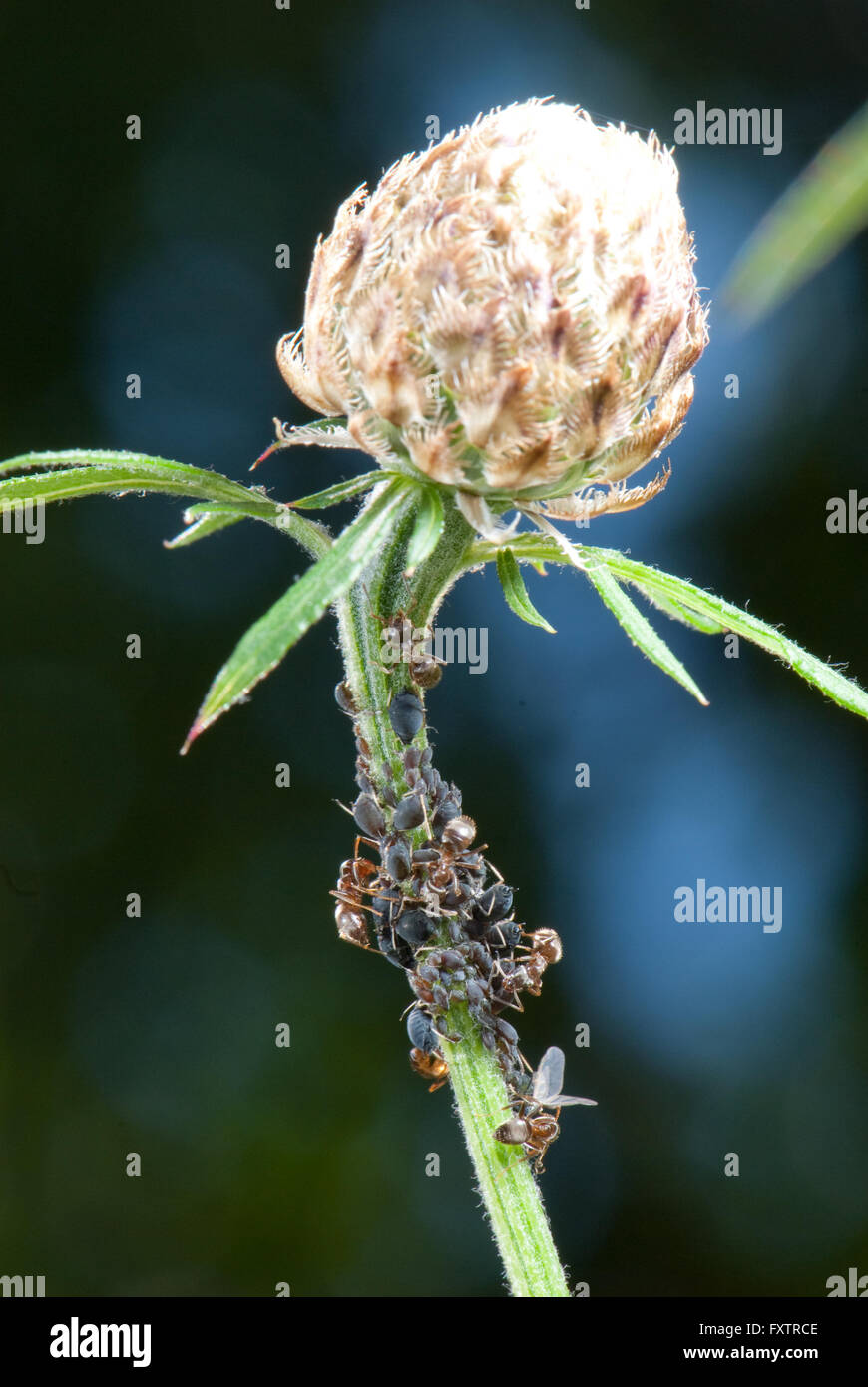 Le formiche impianto di mungitura i pidocchi su un fiordaliso Foto Stock