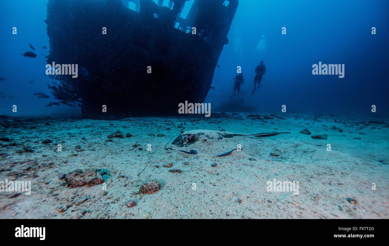 Southern stingray parzialmente sepolti nella sabbia sotto il naufragio, Cancun, Messico Foto Stock