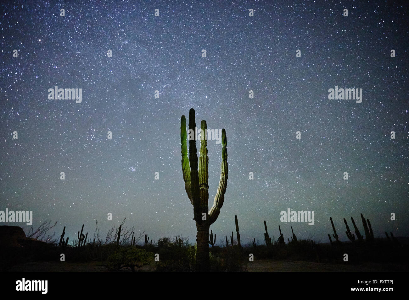 Cactus, La Paz, Baja California, Messico Foto Stock