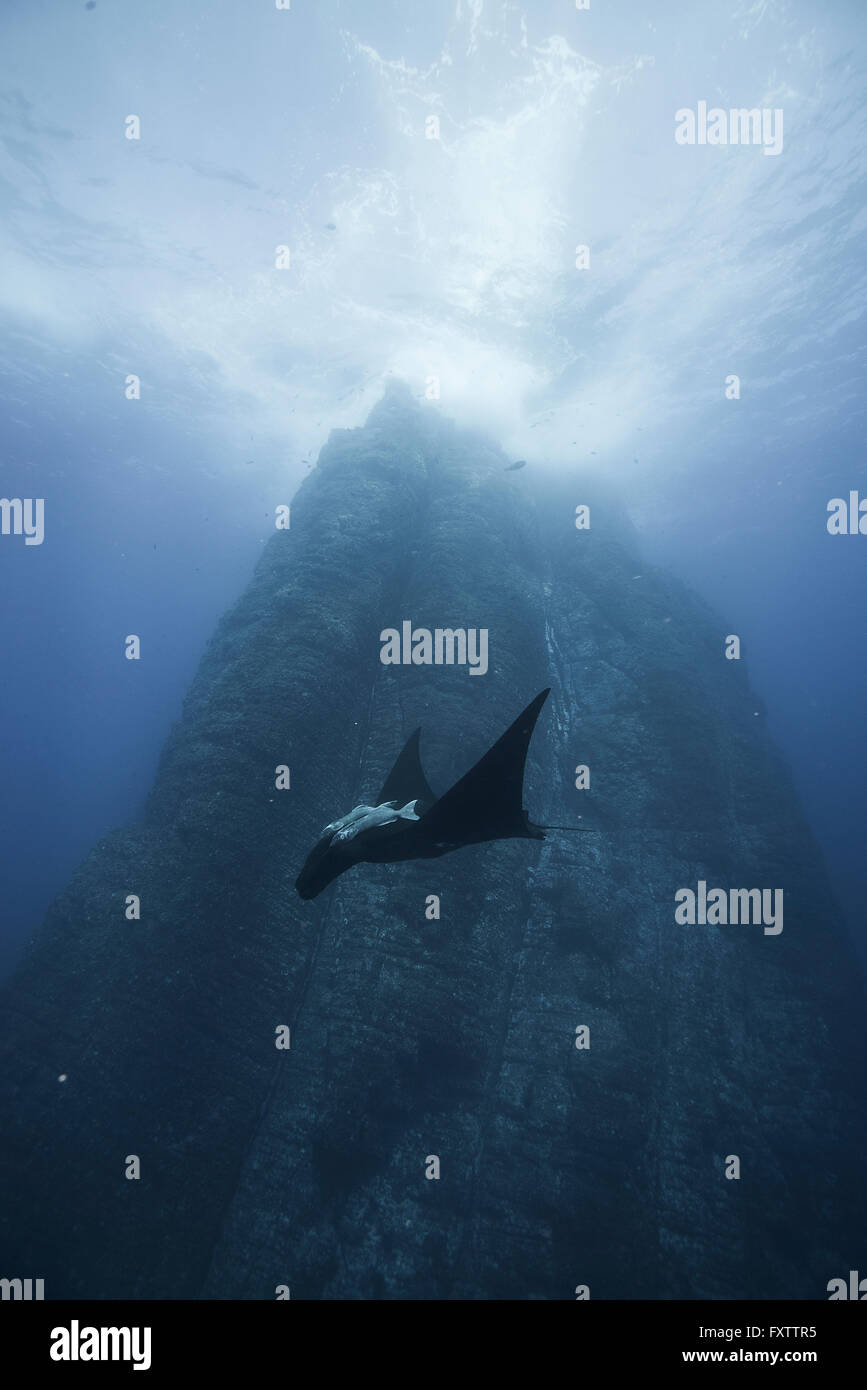Gigante nero Manta (Manta Birostris) nuota passato iconico di pareti verticali di Roca Partida Foto Stock
