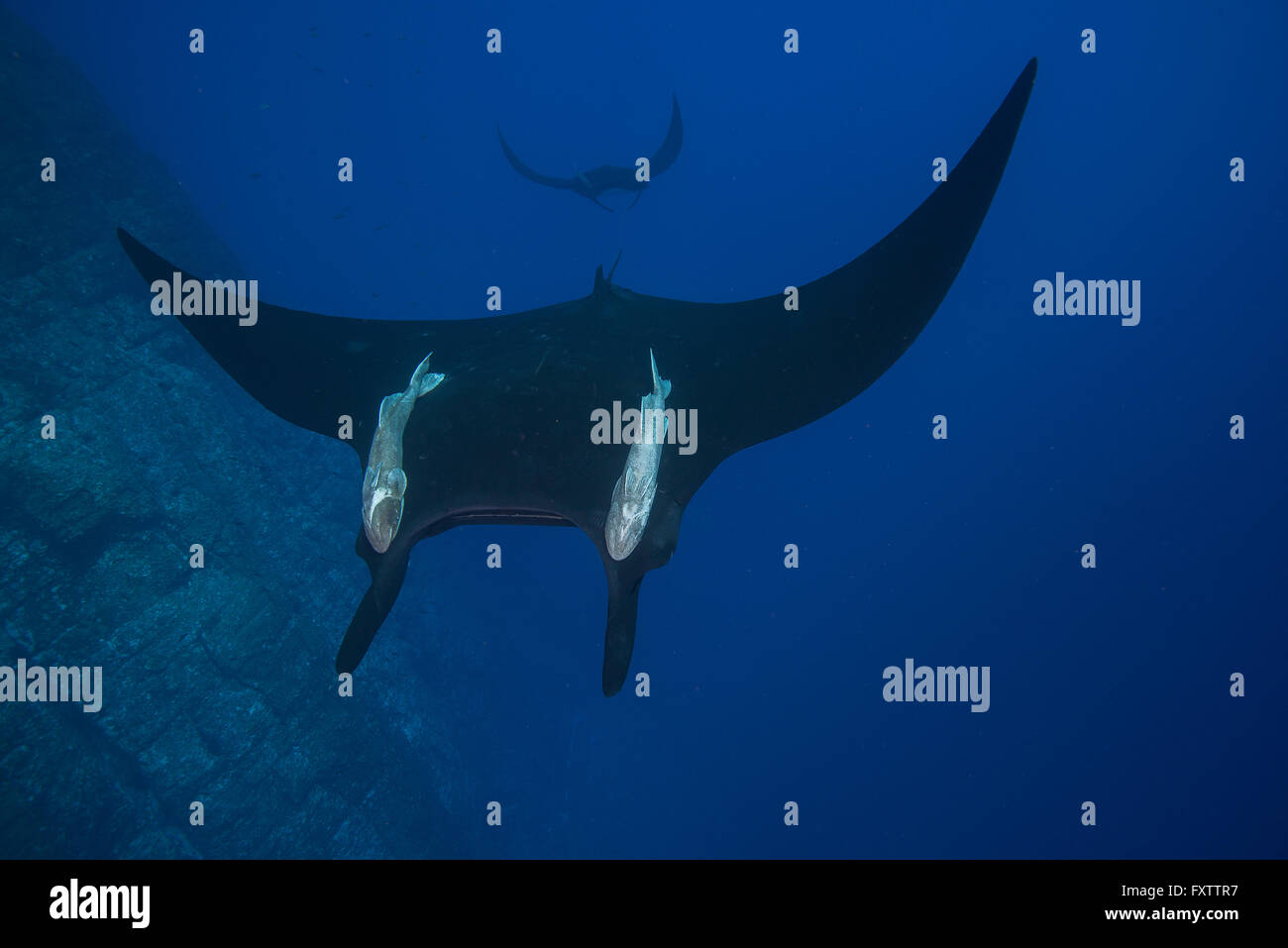 Manta gigante (Manta Birostris) con grande remora attaccato sulla sua schiena, pattuglie di pareti verticali di Roca Partida Foto Stock