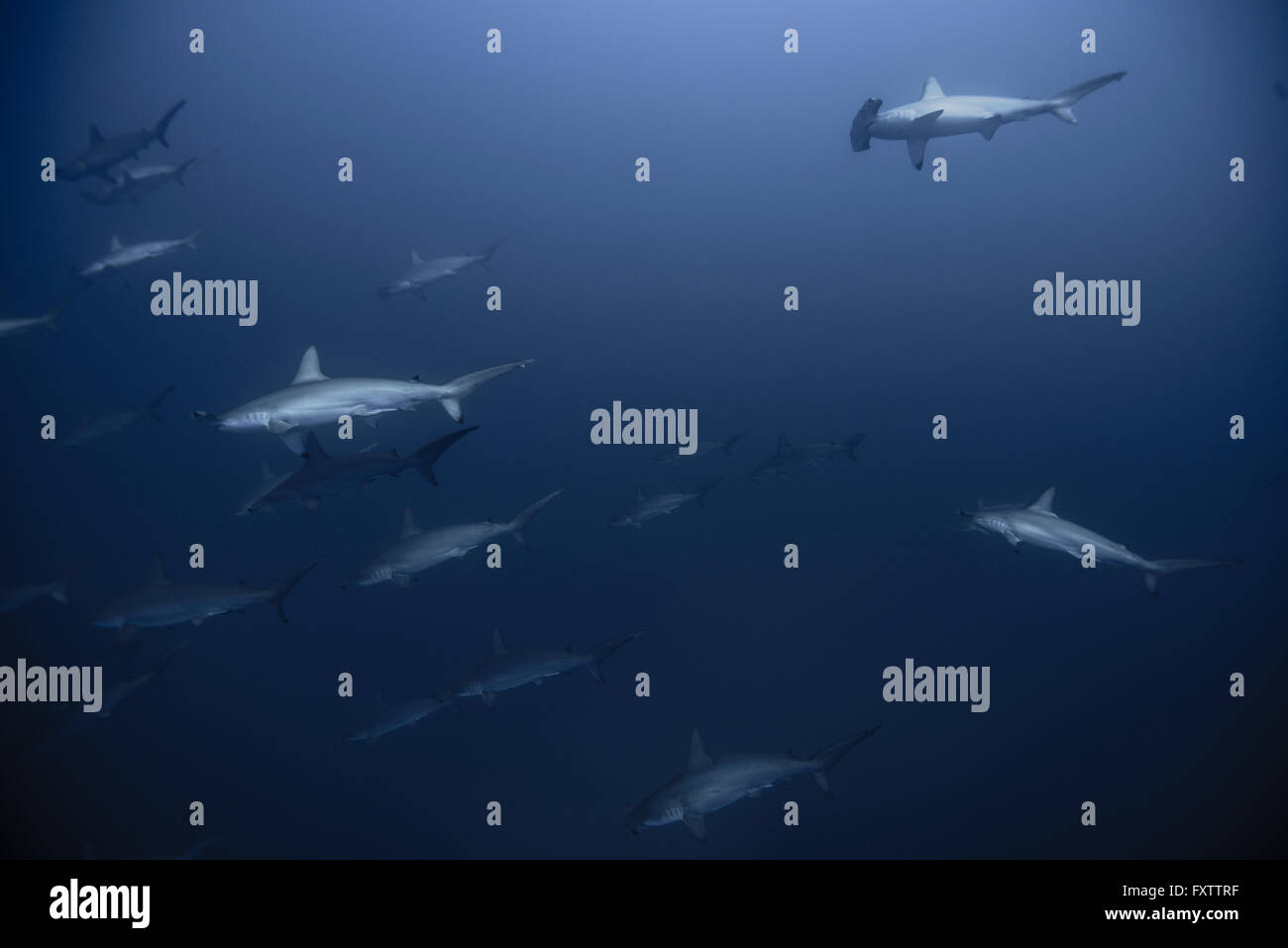 Timido squali martello (Sphyrna lewini) raccogliere in grandi scuole nel profondo blu Foto Stock