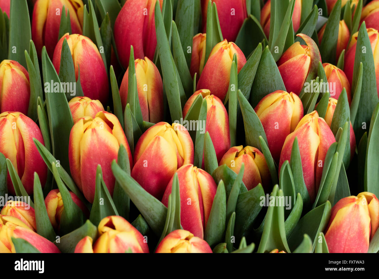 Freschi tulipani olandesi frame completo Foto Stock