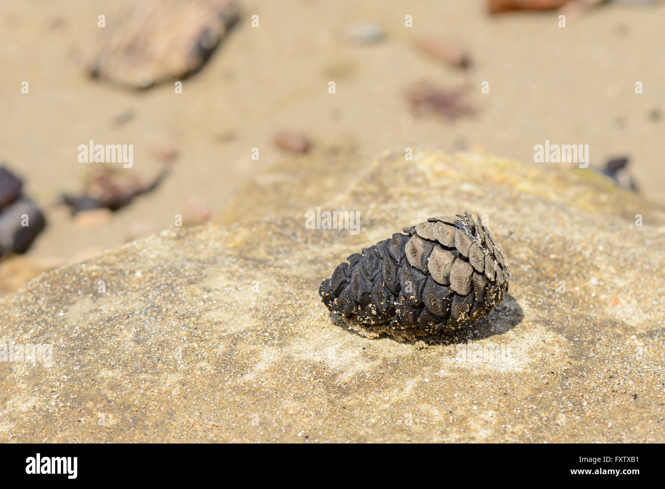 Un cono di pino sulla sabbia Foto Stock