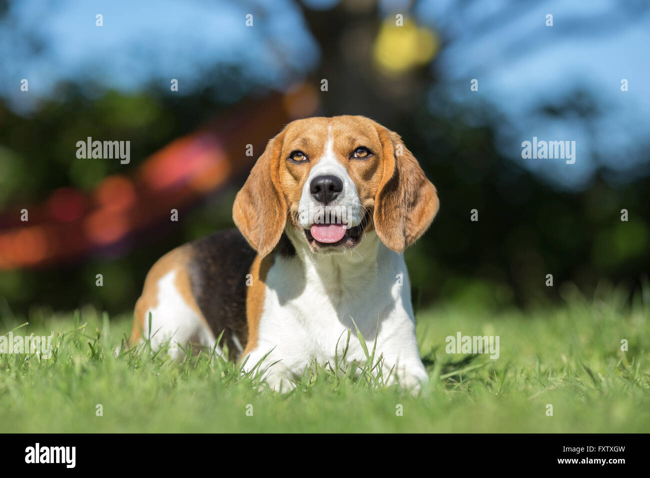 Cane Beagle ritratto in giardino Foto Stock