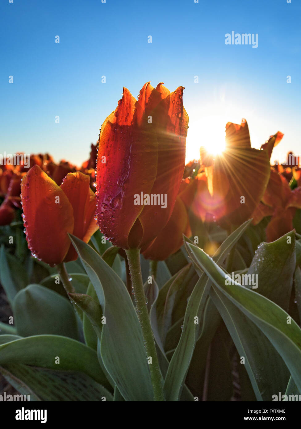 Olandese tulipani rossi con goccioline di acqua e raggi del sole nascente Foto Stock
