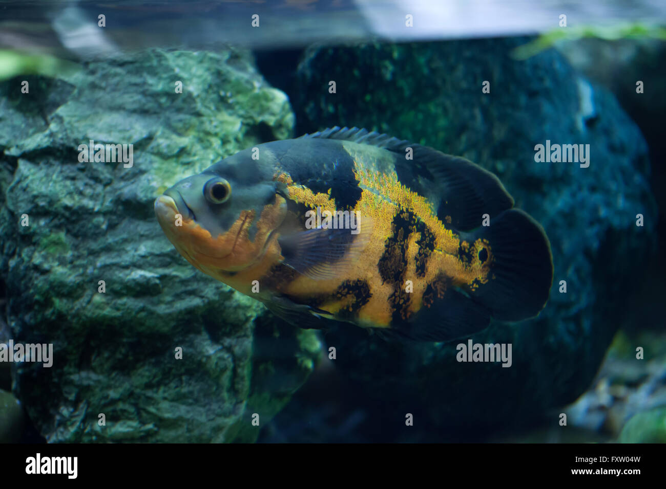 Pesci d'acqua dolce della colombia immagini e fotografie stock ad alta  risoluzione - Pagina 2 - Alamy