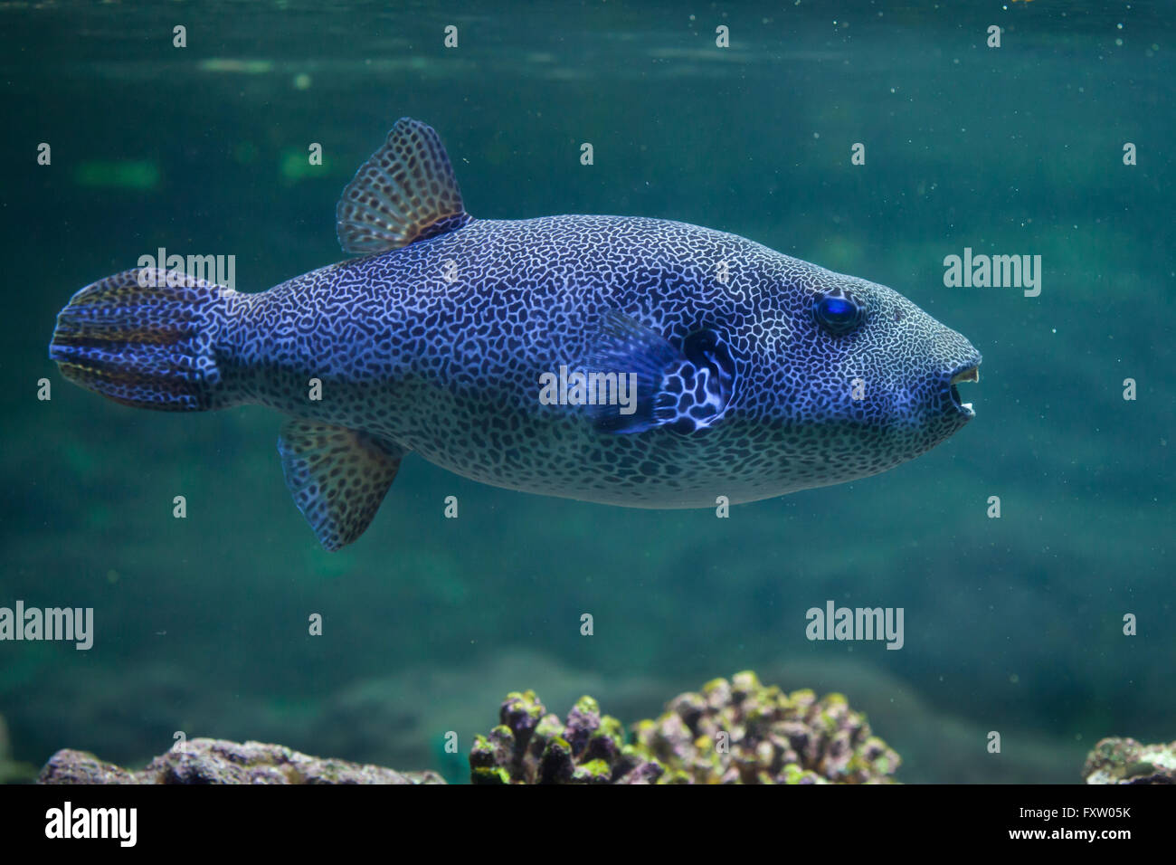 Puffer stellate (Arothron Stellatus), noto anche come il toadfish stellato in Genova Acquario di Genova, liguria, Italy. Foto Stock