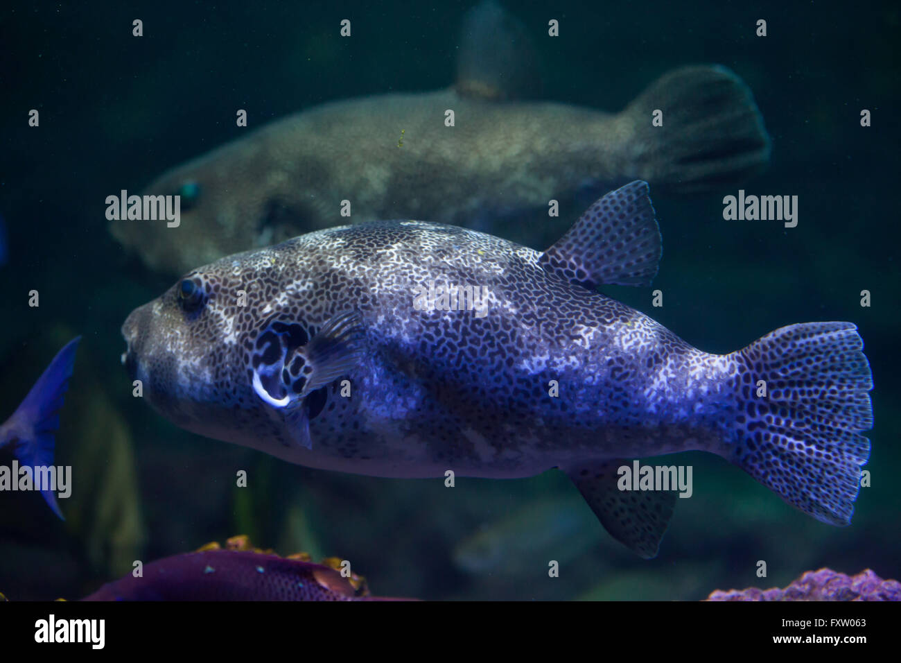 Puffer stellate (Arothron Stellatus), noto anche come il toadfish stellato in Genova Acquario di Genova, liguria, Italy. Foto Stock